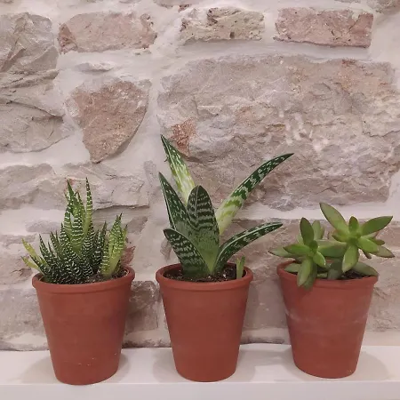 Antique - Center Apartmán *